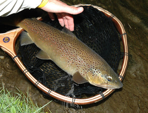 Large brown trout laying in a landing net with a black net bag. 