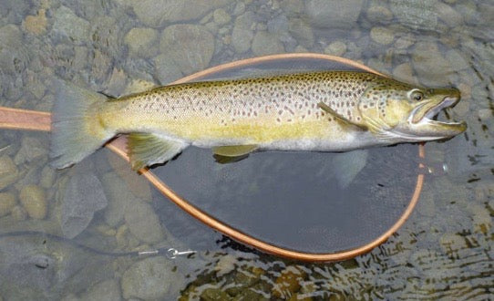 Large brown trout laying in a net held in the water.