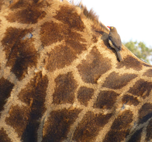Close up of the coloration of a giraffe. A bird waits patiently. 